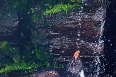 L5 Rockhopper-shower-x_1DX7822