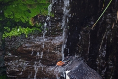 L7 Rockhopper-shower_1DX7630