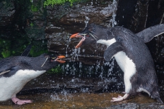L8 Rockhopper-shower_1DX7680