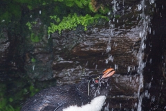 L9 Rockhopper-shower_1DX7901