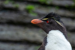 L91 Rockhopper_1DX7806
