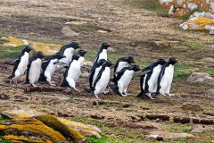 n3 Rockhopper_1DX7983