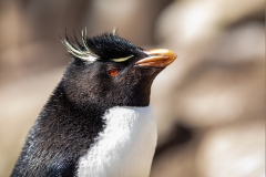 n5 Rockhopper_87A9372