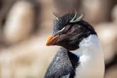 n4 Rockhopper_87A9375