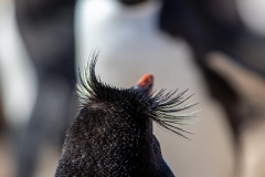 n6 Rockhopper_87A9377