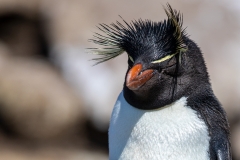 n7 Rockhopper_87A9384