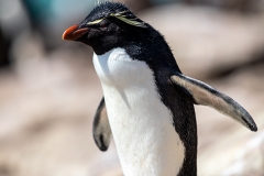 n9 Rockhopper_87A9424