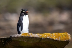 n91 Rockhopper_87A9442