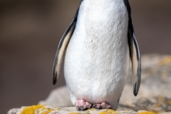 n92Rockhopper_87A9444