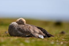 o1 Ruddy-headed-goose_1DX8277