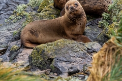 g4 Sea-Lion_1DX8055