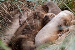 g5 Sea-Lion_1DX8062