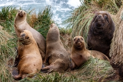 g6 Sea-Lion_1DX8072