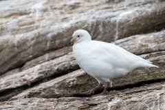 o4 Snowy-sheathbill_1DX7789