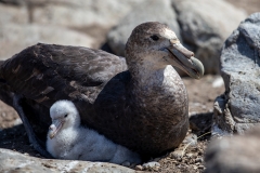 o5 Southern-chiant-petrel_87A8194