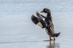 o6 Steamer-duck_87A0171