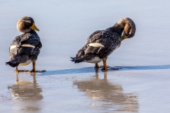 o7 Steamer-duck_87A0182