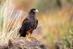 c1 Striated-Caracara