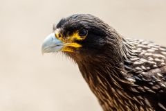 c2 Striated-Caracara_87A8279