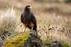 c6 Striated-Caracara_D9A0222