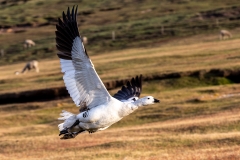 p1 Upland-Goose_1DX7488