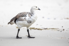 p3 Upland-Goose_87A7526