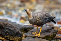 p2 Upland-Goose_87A7531