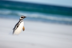 m4 magellanic-penguin_1DX9066