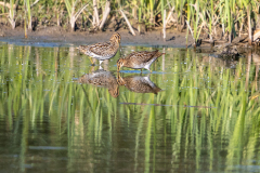 Bekassine-WEB_23I5902