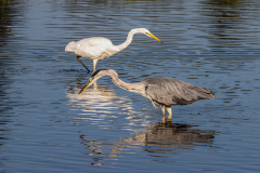 Graureiher-Silberreiher-WEB_23I6017