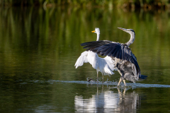 Graureiher-und-Silberreiher-WEB_23I5860