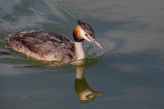 h1 Haubentaucher-adult-WEB_87A0338