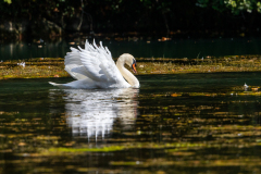 Hoeckerschwan-Wichelsee_87A7150-Kopie