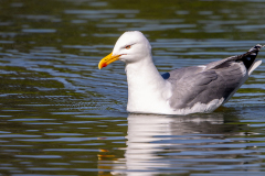 l2 Möwe-WEB_23I0475