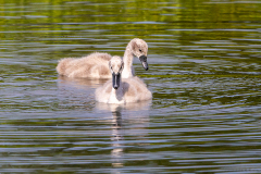 l5 Schwan-chicks-WEB_87A0226