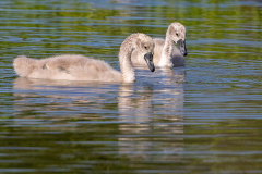 l7 Schwan-ckicks-WEB_87A0207
