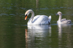 l6 Schwan-mit-chick-WEB_87A0185