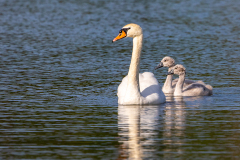 l8 Schwan-mit-chicks-WEB_87A0199