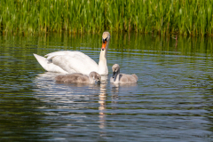 l9 Schwan-mit-chicks-WEB_87A0221