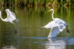 Silberreiher-attack-WEB_23I5922