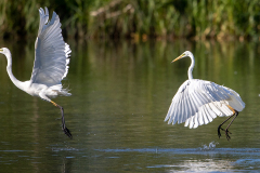Silberreiher-attack-WEB_23I5921