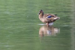 Stockente-Flachsee-WEB_87A0313