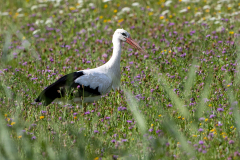 Storch-WEB_23I5696