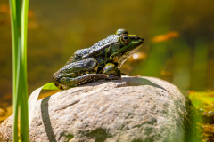 Teichfrosch-Wichelsee_87A7139-Kopie