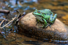 Teichfrosch-Wichelsee_87A7144-Kopie