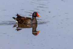 Teichhuhn-Flachsee-WEB_23I5691