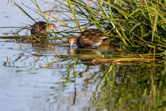 Teichhuhn-teenager-WEB_23I5618