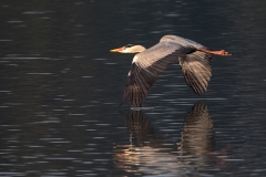 i1 Graureiher_87a0783