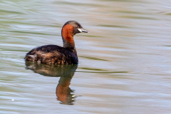 Zwergtaucher-Flachsee-WEB_87A0169