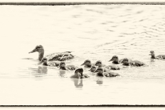 HP971 Enten_87a0720